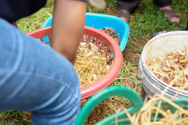 农民在农场的篮子里种植稻草蘑菇. — 图库照片