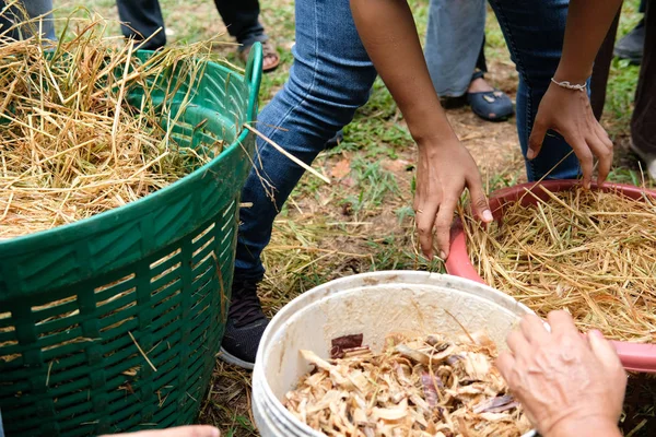 farmer growing straw mushroom in basket in farm.