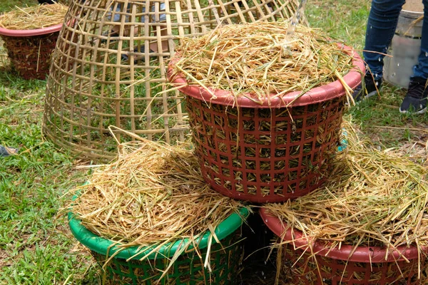 farmer growing straw mushroom in basket in farm.