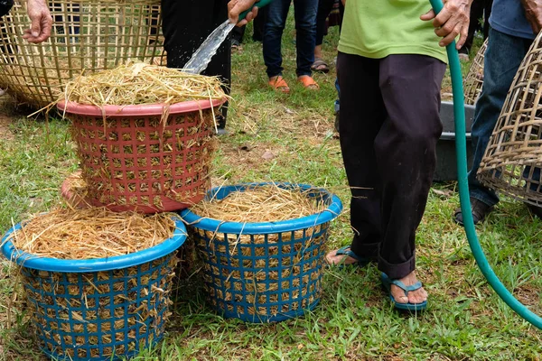 Farmer growing straw mushroom in basket in farm. — Stock Photo, Image