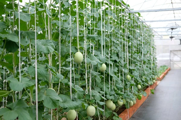 瓜类植物生长在绿房子在农场 — 图库照片