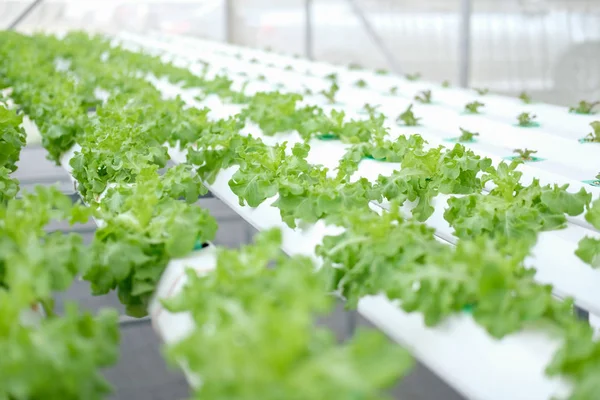 Салат вирощування овочів у гідропонічній фермі — стокове фото