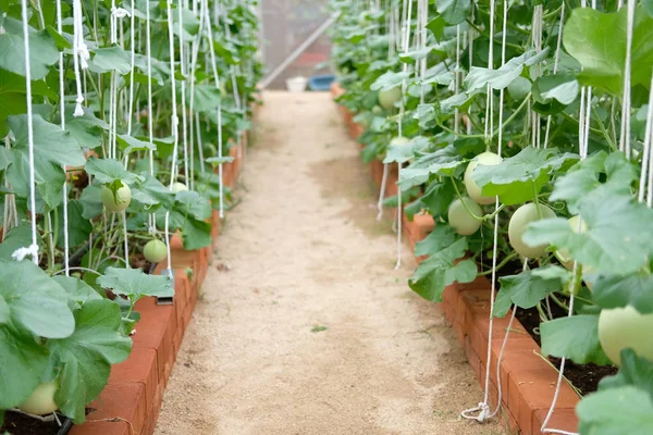 Roślina melon rośnie w zielonym domu w gospodarstwie — Zdjęcie stockowe