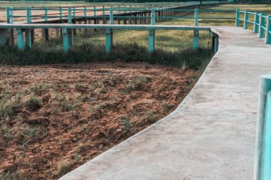 pirinç çeltik alanı boyunca köprü yaya geçidi geçit yolu 