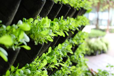 dikey bahçede dikey büyüyen bitki. sebze o dikilmiş