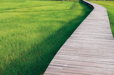pirinç çeltik alanı boyunca ahşap köprü yaya geçidi patika yolu 