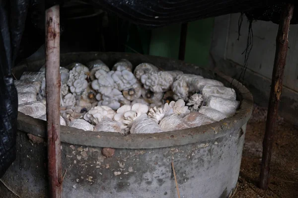 Champignon huître cultivé à la ferme . — Photo