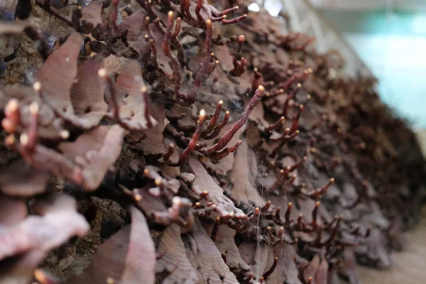 Lingzhi houbová pěstovaná v zemědělském podniku. — Stock fotografie