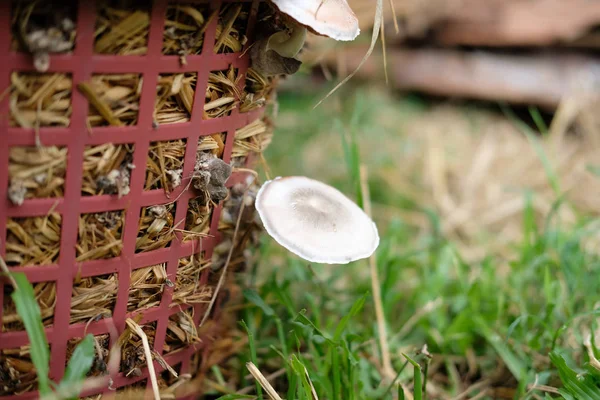 Setas de paja creciendo en la granja — Foto de Stock