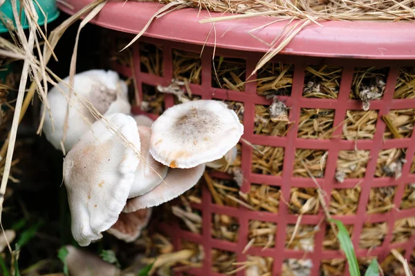 Straw mushroom growing in farm — Stock Photo, Image
