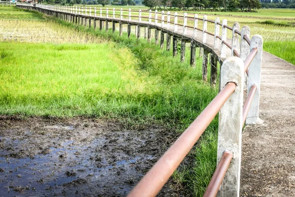 pirinç çeltik alanı boyunca köprü yaya geçidi geçit yolu 