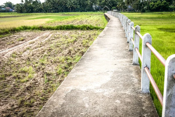 Мост пешеходная дорожка вдоль рисового поля — стоковое фото
