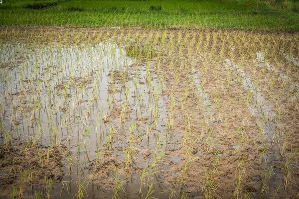 農村部の水田で栽培される米 — ストック写真