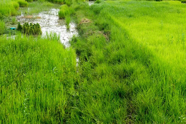 Rijstteelt in rijstvelden op het platteland — Stockfoto