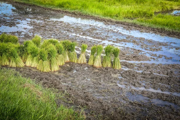 Plántulas de arroz para el cultivo en arrozal — Foto de Stock