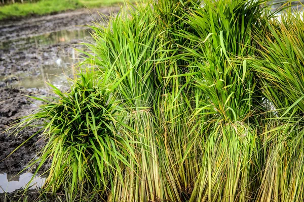 Reissämlinge für den Anbau im Reisfeld — Stockfoto