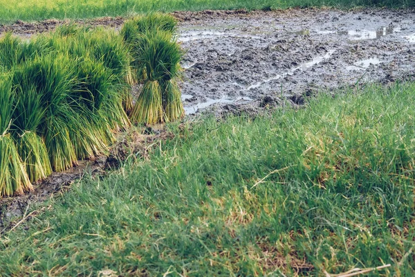 Reissämlinge für den Anbau im Reisfeld — Stockfoto