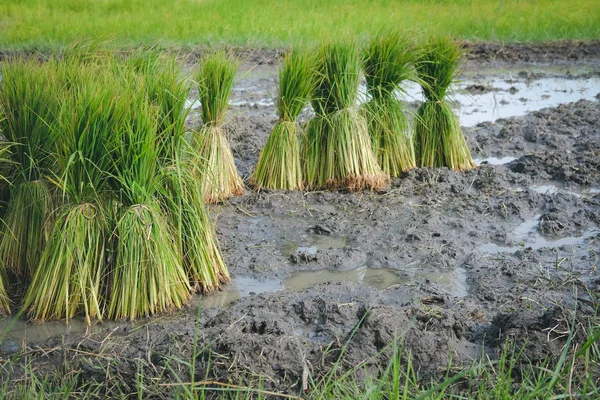 Саженцы риса для выращивания на рисовом поле — стоковое фото