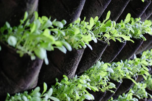 plant growing vertically in vertical garden. vegetable planted o