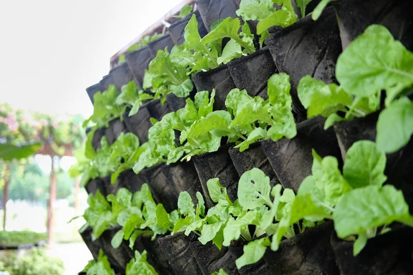 plant growing vertically in vertical garden. vegetable planted o