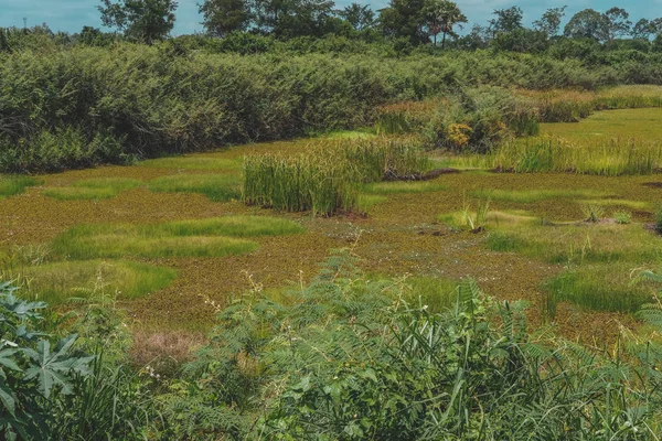 Растение утконоса, растущее в озере — стоковое фото