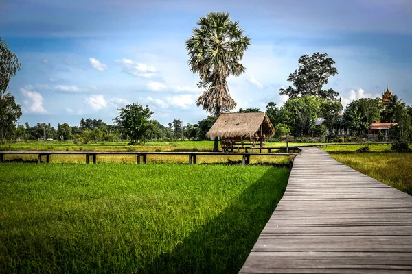 Träbro footbridge gångväg längs ris risfält — Stockfoto