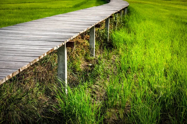 Пешеходная дорожка через деревянный мост вдоль рисового поля — стоковое фото