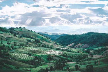 dağda pirinç terası çeltik alanı