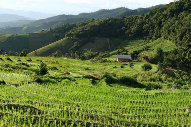 dağda pirinç terası çeltik alanı
