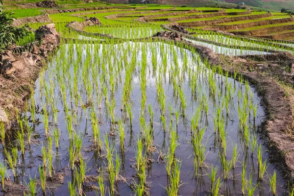 Рисовая терраса рисовое поле на горе — стоковое фото