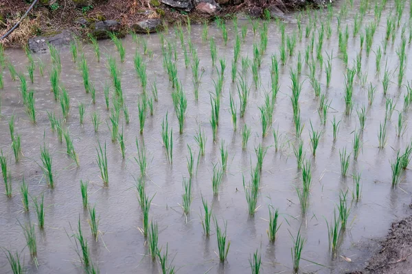 Regen Auf Reisfeldern Der Regenzeit — Stockfoto