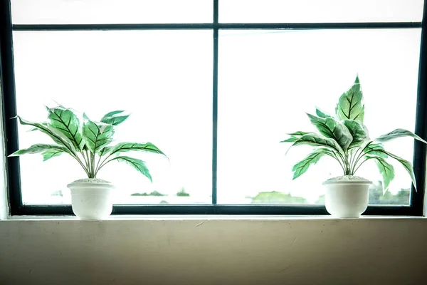 Künstliche Pflanze Baum im Topf neben Fenster — Stockfoto