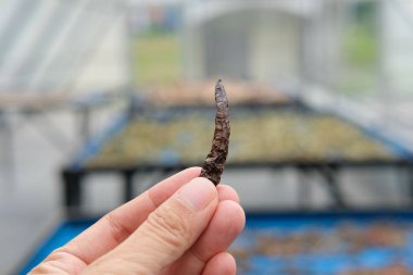 güneş ışığı ile güneş kurutucu serada kurutma bitki baharat.