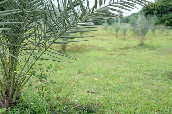 date palm growing in farm. fruit tree plantation