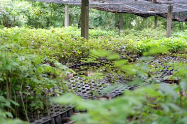 fidan lık serada yetişen fidan 