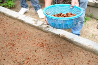 çiftçi verimli topraklarda bitki ağacı fidesi yetiştirme. 