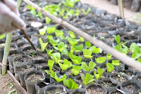 Mão crescente teca planta árvore no saco — Fotografia de Stock