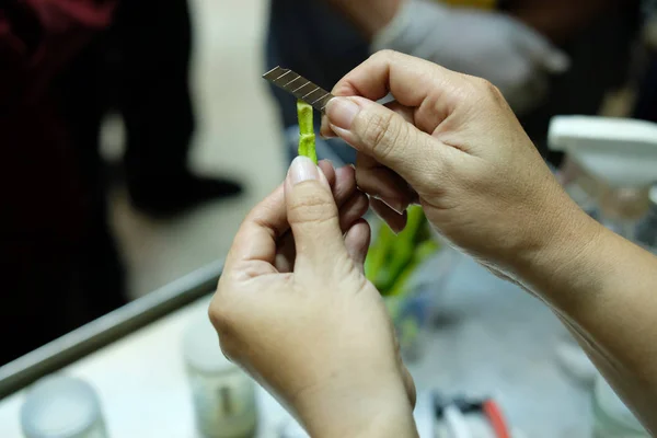 Planta de corte a mano para el cultivo en botella en el cultivo de tejidos techn — Foto de Stock