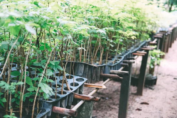 seedling plant growing in nursery greenhouse