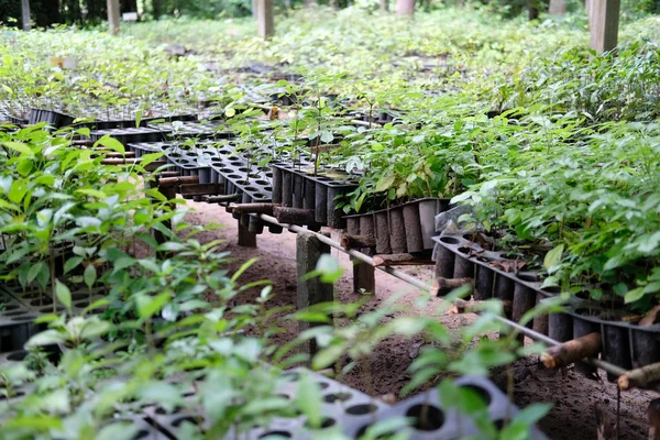 Bibit tanaman tumbuh di pembibitan rumah kaca — Stok Foto