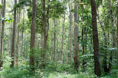 tropikal ormanda tik bitki ağacı