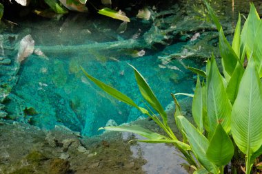 yeşil gölet gölü yakınında bitki yaprakları