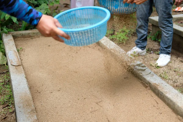 Farmer pouring sand on plant bed after growing tree — Stock Photo, Image