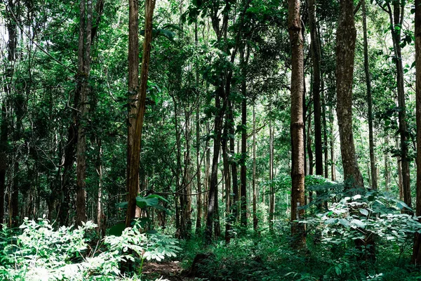 Pohon pohon kayu jati di hutan tropis — Stok Foto