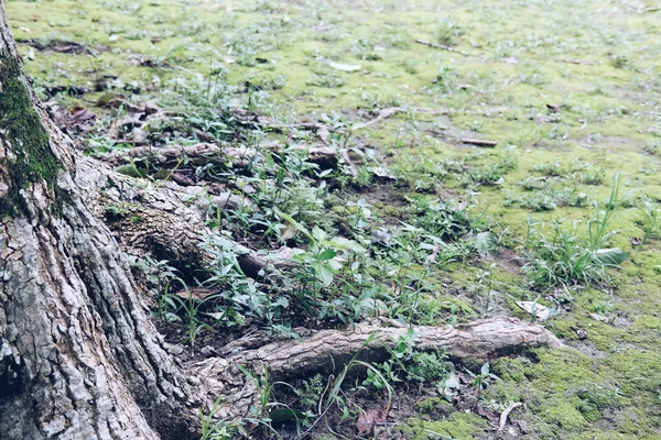 Wurzelfuß eines großen Baumes auf grünem Moos — Stockfoto