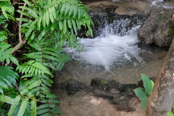 Arroyo agua corriente cascada que fluye en el bosque —  Fotos de Stock
