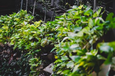 dikey bahçede dikey büyüyen bitki. sebze o dikilmiş