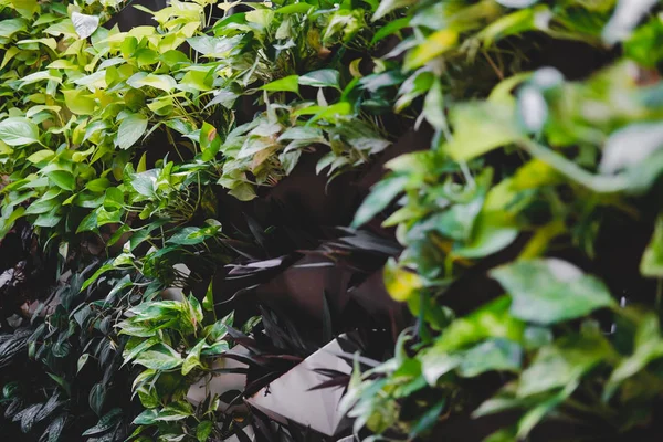 plant growing vertically in vertical garden. vegetable planted o