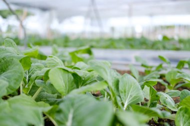 grupta büyüyen bitki. Bitkisel plantasyon bahçe içinde