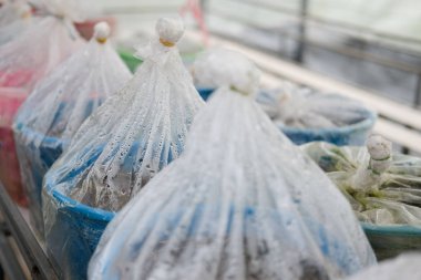 sütlü mantar yetiştirme serada büyüyor